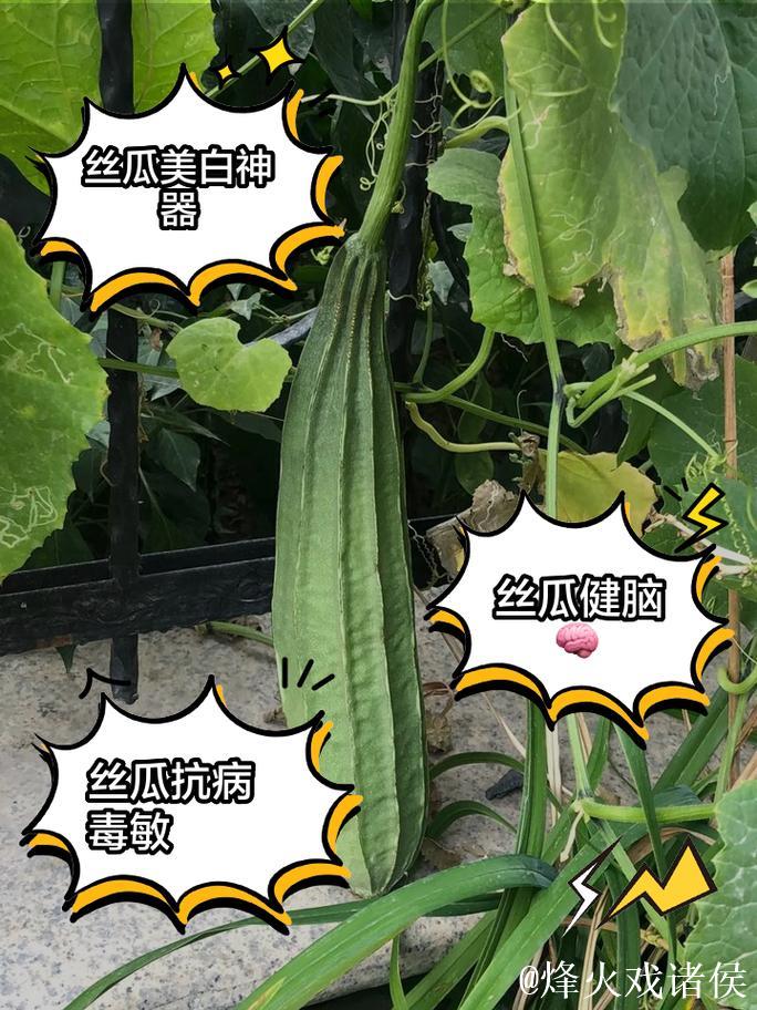 探秘亚洲精品一区:国产精品丝瓜的魅力与价值 探秘亚洲精品一区:国产精品丝瓜的魅力与价值